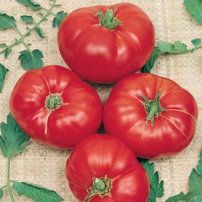 Tomato - Solanum lycopersicum 'Box Car Willie'