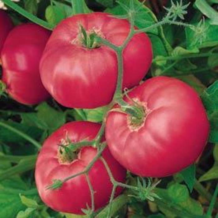 Tomato - Solanum lycopersicum 'Brandy Boy' Tomato - Solanum lycopersicum 'Brandy Boy'