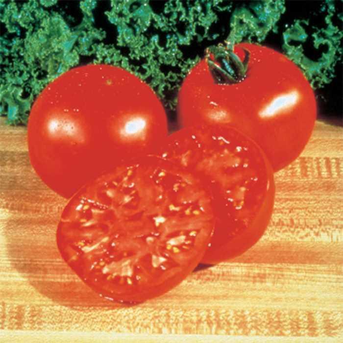 Tomato - Solanum lycopersicum 'Burpee Big Boy Hybrid ' Tomato - Solanum lycopersicum 'Burpee Big Boy Hybrid '