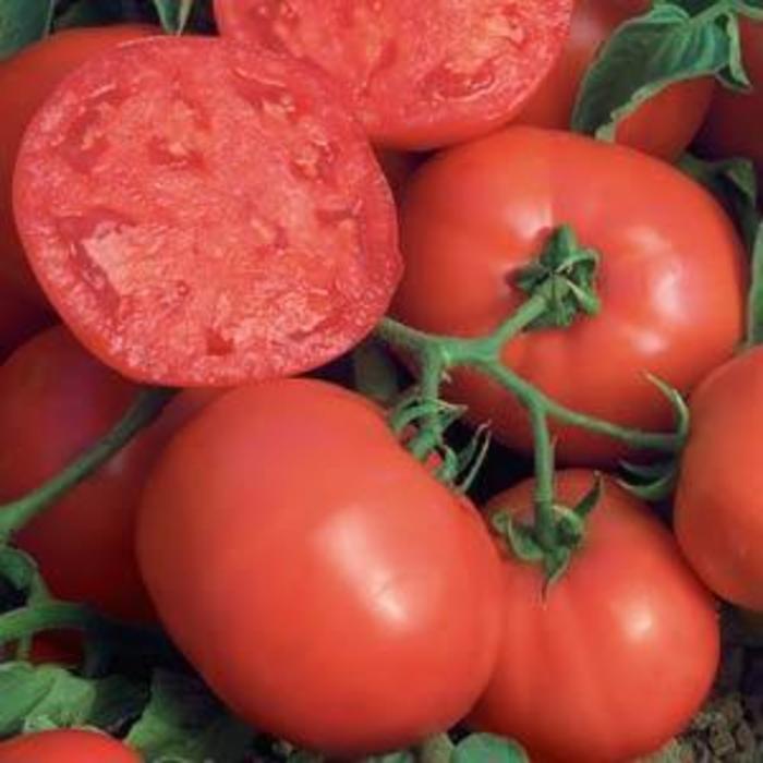 Tomato - Solanum lycopersicum 'BushSteak ' Tomato - Solanum lycopersicum 'BushSteak '