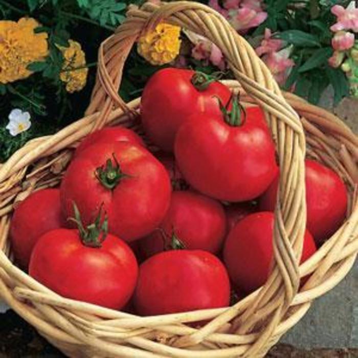 Tomato - Solanum lycopersicum 'Early Girl'