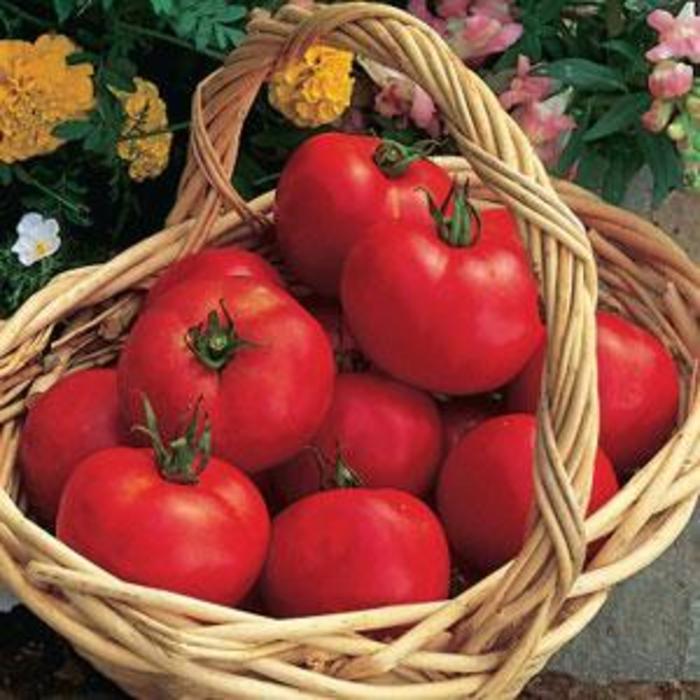 Tomato - Solanum lycopersicum 'Early Girl' Tomato - Solanum lycopersicum 'Early Girl'