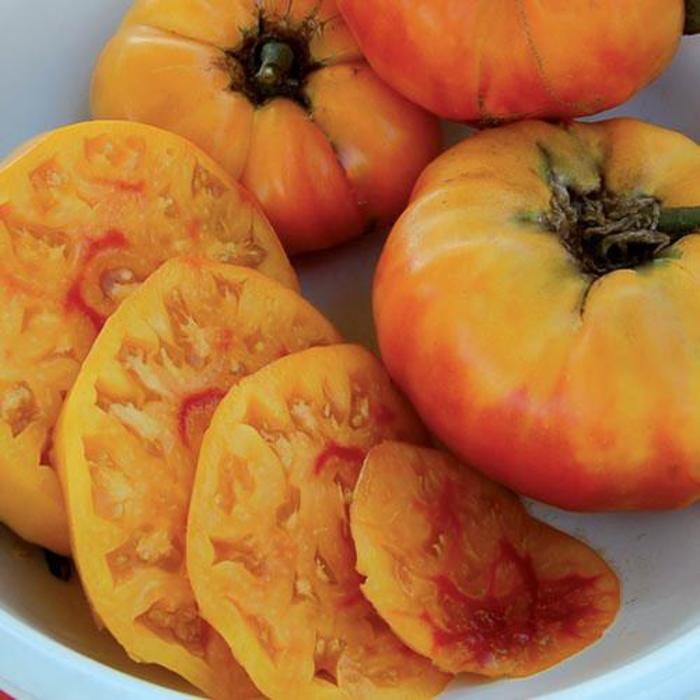 Tomato - Solanum lycopersicum 'Gold Medal ' Tomato - Solanum lycopersicum 'Gold Medal '