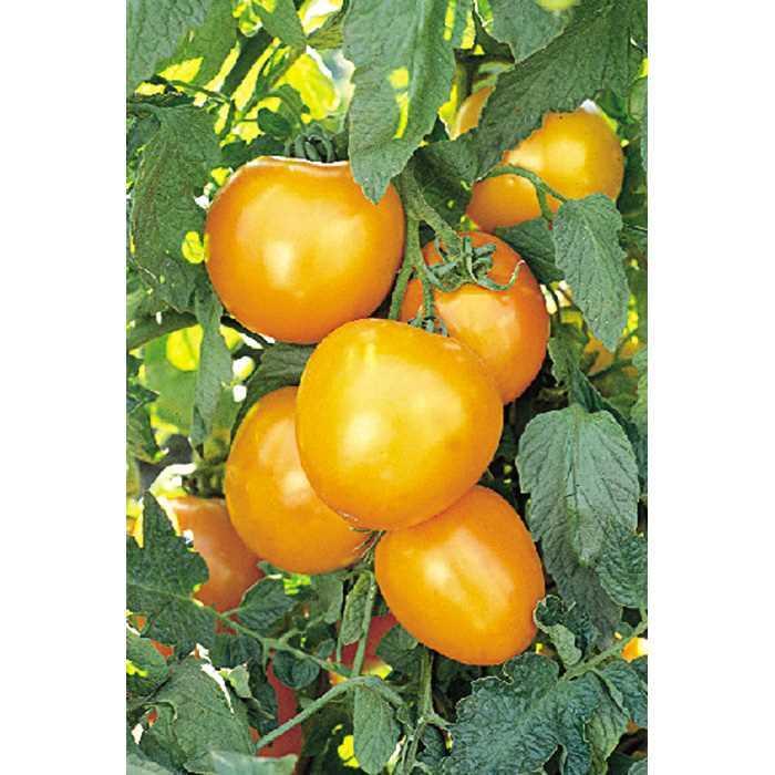 Tomato - Solanum lycopersicum 'Golden Jubilee'