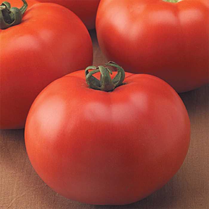 goliath tomato
