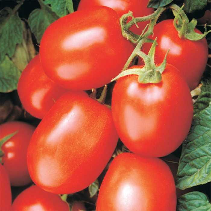 Tomato - Solanum lycopersicum 'Health Kick'
