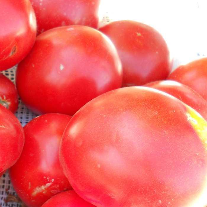 Tomato - Solanum lycopersicum 'Husky Red' Tomato - Solanum lycopersicum 'Husky Red'