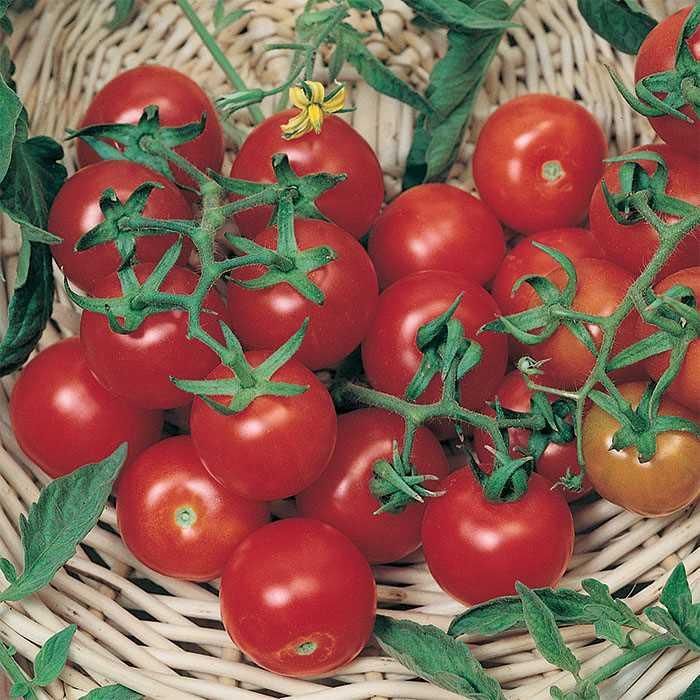 Tomato - Solanum lycopersicum 'Large Red Cherry'