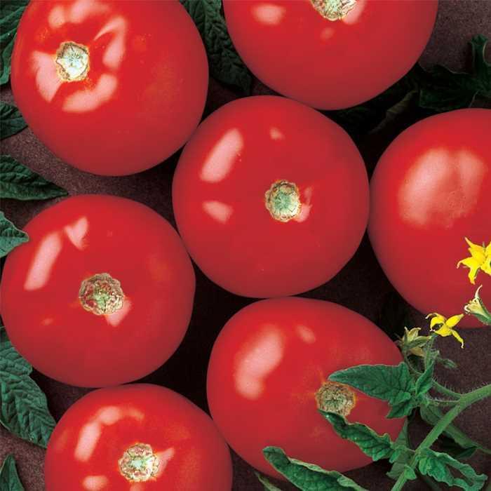 Tomato - Solanum lycopersicum 'Mountain Fresh Plus'