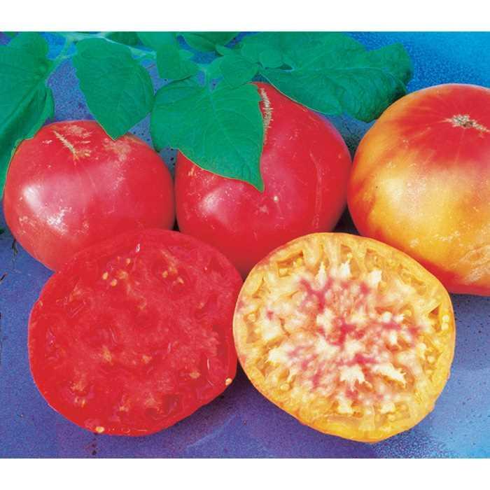 Tomato - Solanum lycopersicum 'Mr. Stripey' Tomato - Solanum lycopersicum 'Mr. Stripey'
