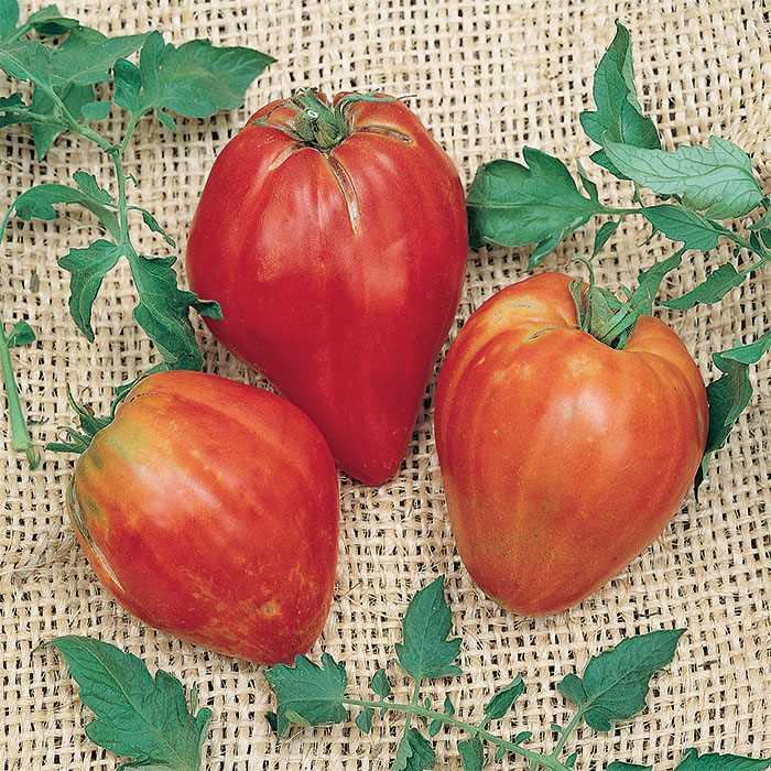Tomato - Solanum lycopersicum 'Cuore De Toro'