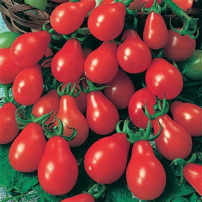 Tomato - Solanum lycopersicum 'Red Pear '
