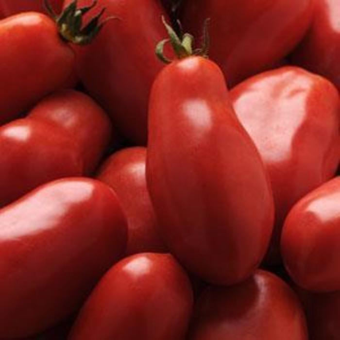 Tomato - Solanum lycopersicum 'San Marzano' Tomato - Solanum lycopersicum 'San Marzano'