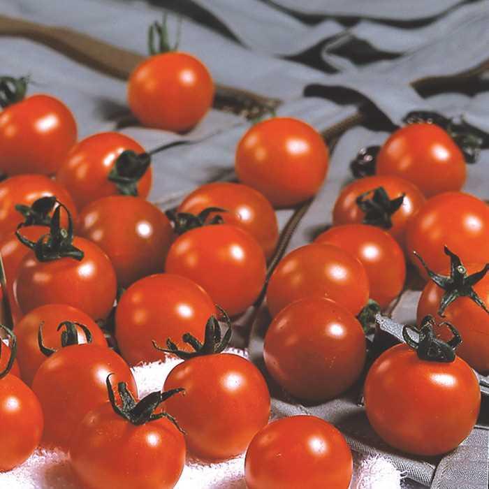 Tomato - Solanum lycopersicum 'Sweet Million'