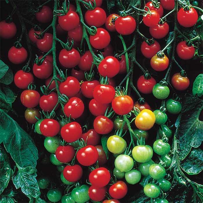 Tomato - Solanum lycopersicum 'Supersweet 100 Hybrid ' Tomato - Solanum lycopersicum 'Supersweet 100 Hybrid '