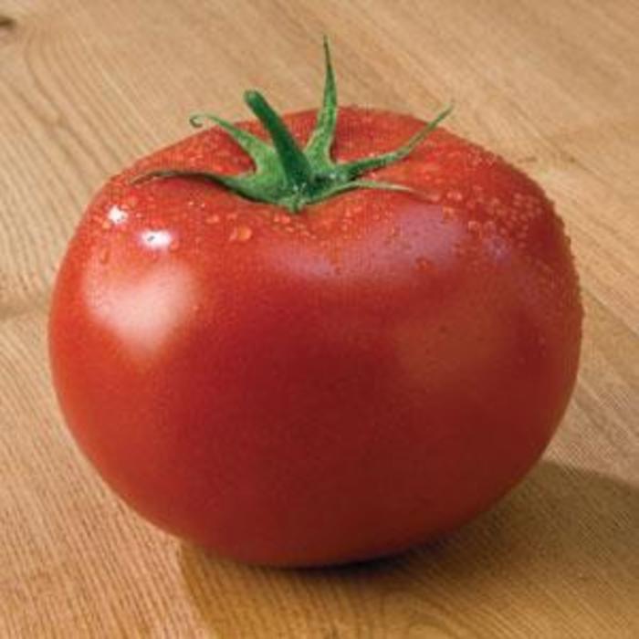 Tomato - Solanum lycopersicum 'Tasti-Lee®' Tomato - Solanum lycopersicum 'Tasti-Lee®'