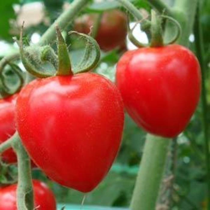 Tomato - Solanum lycopersicum 'Tomatoberry Garden' Tomato - Solanum lycopersicum 'Tomatoberry Garden'