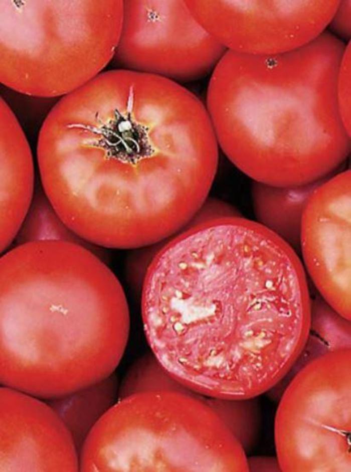 Tomato - Solanum lycopersicum 'Wisconsin 55'