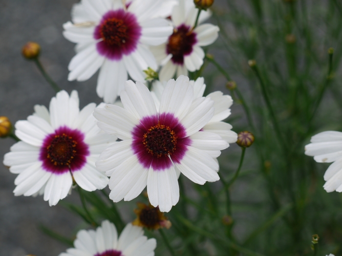 Tickseed - Coreopsis Satin & Lace™ 'Ice Wine'