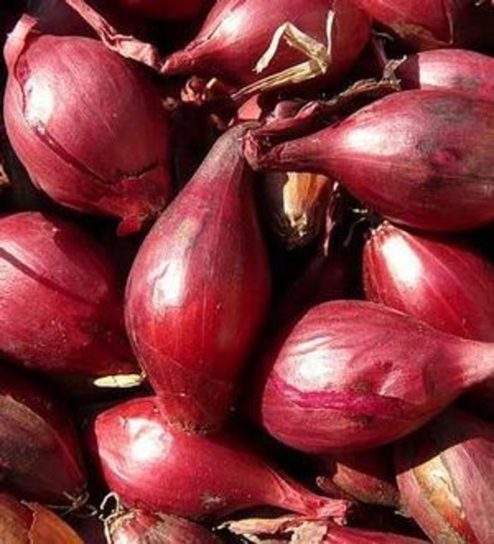 Shallot - Allium cepa 'Gourmet Red' Shallot - Allium cepa 'Gourmet Red'