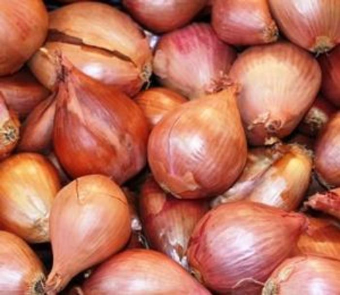 Shallot - Allium cepa 'Gourmet Yellow' Shallot - Allium cepa 'Gourmet Yellow'