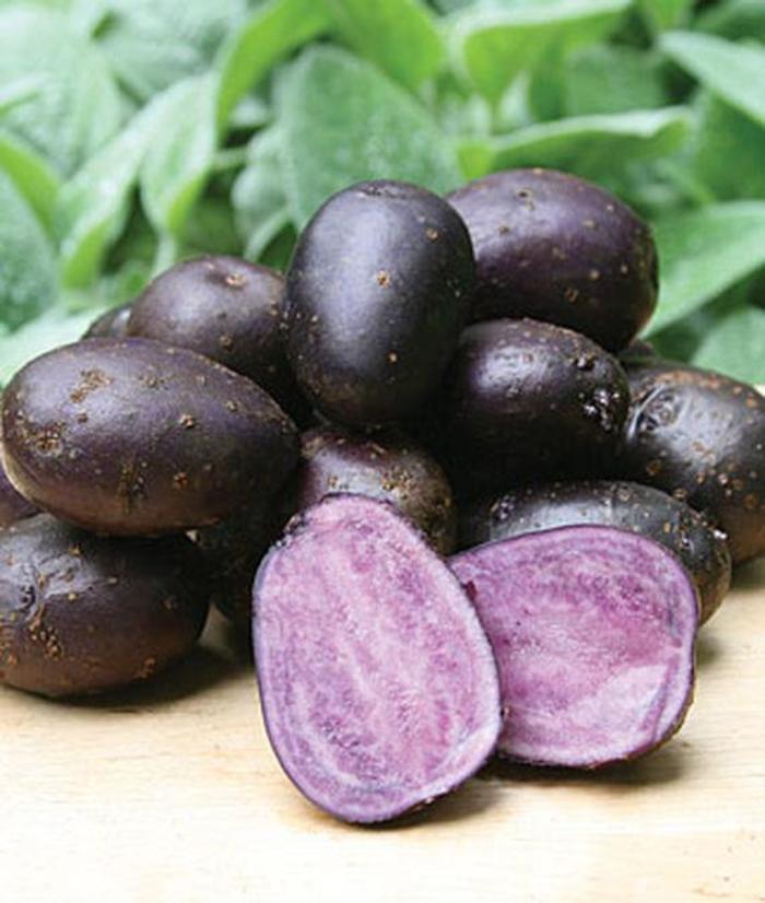 Solanum tuberosum 'Purple Majesty' Potato Ebert's Greenhouse