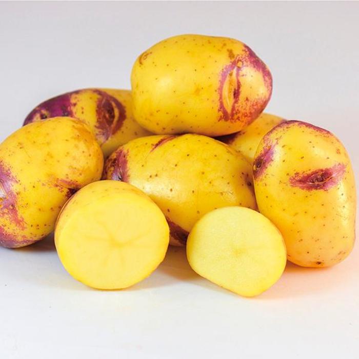 Potato - Solanum tuberosum 'Blue Belle' Potato - Solanum tuberosum 'Blue Belle'
