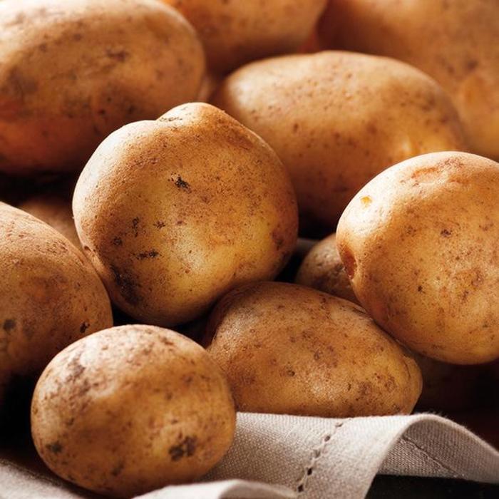 Solanum Tuberosum German Butterball Potato Ebert s Greenhouse solanum-tuberosum-german-butterball-potato-ebert-s-greenhouse