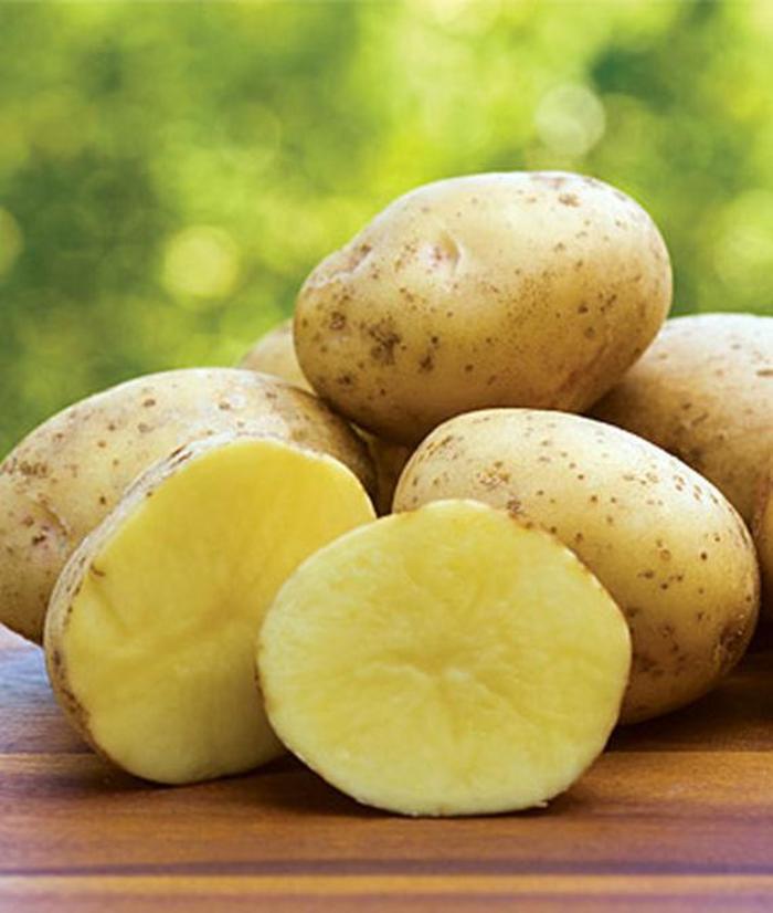 Solanum tuberosum 'Gold Rush' Potato Ebert's Greenhouse