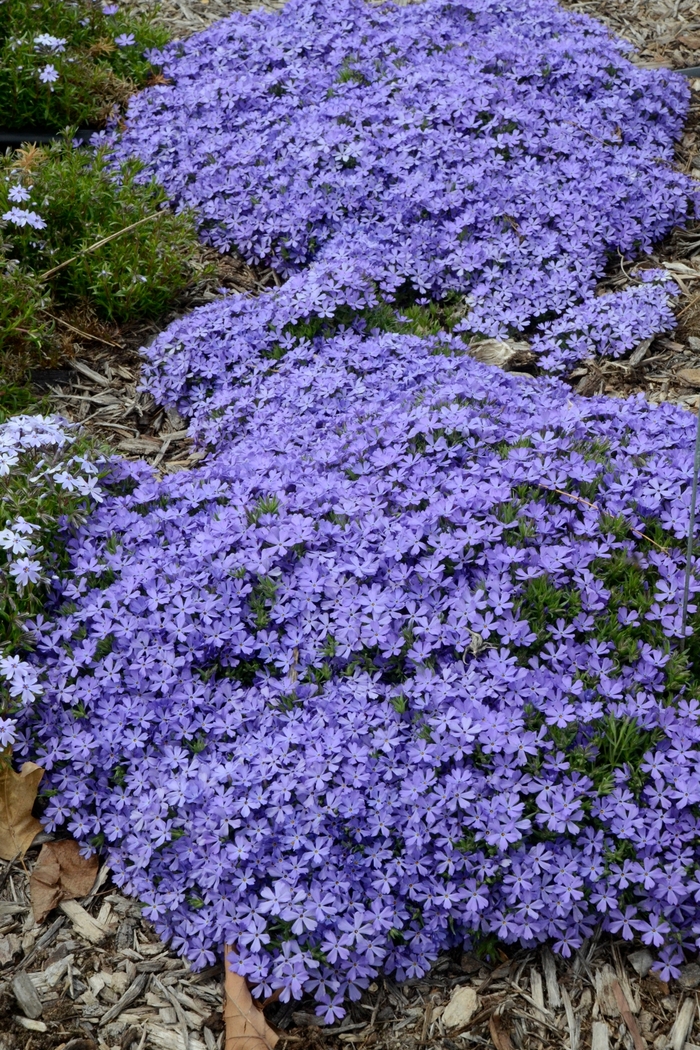 Creeping Phlox - Phlox hybrid 'Violet Pinwheels' 