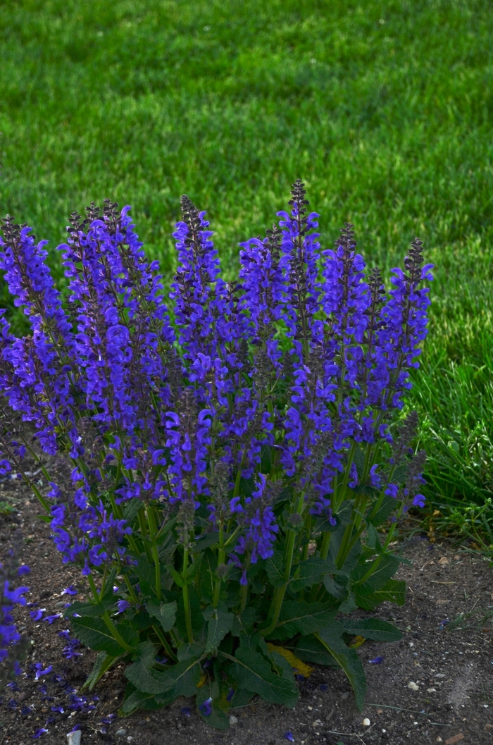 Meadow Sage - Salvia pratensis 'Fashionista™ Midnight Model'