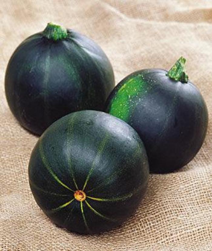 Squash - Cucurbita pepo 'Eight Ball'