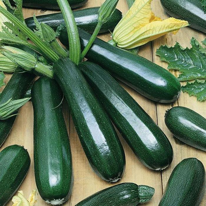 Squash - Cucurbita pepo 'Zucchini Dark Green'