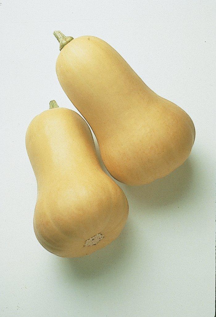 Squash - Cucurbita pepo 'Butternut'