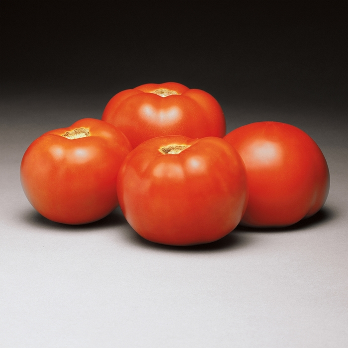 Tomato - Lycopersicon esculentum 'Better Bush' Tomato - Lycopersicon esculentum 'Better Bush'