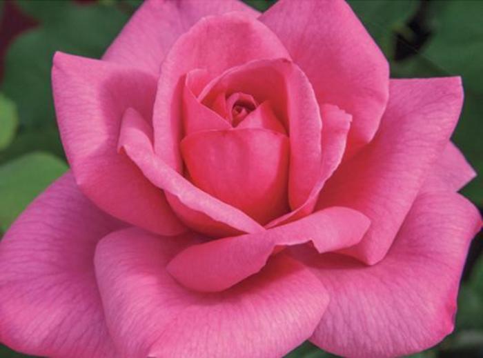 Big Momma™ Rose - Rosa 'Meitafnah'