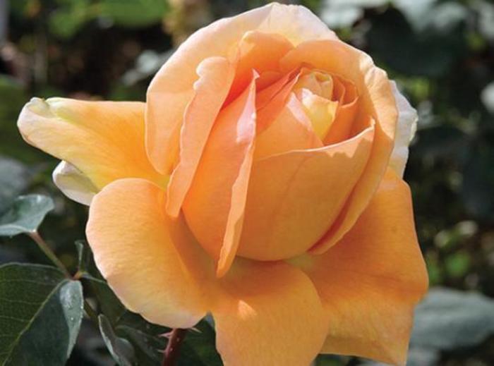 Bronze Star™ Rose - Rosa 'Wezaprt' Bronze Star™ Rose - Rosa 'Wezaprt'