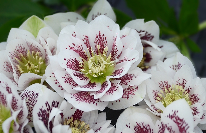 Lenten Rose - Helleborus Wedding Party® 'Confetti Cake' Lenten Rose - Helleborus Wedding Party® 'Confetti Cake'