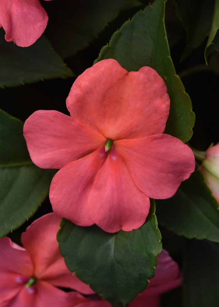 Impatiens - Impatiens walleriana 'Beacon Coral' Impatiens - Impatiens walleriana 'Beacon Coral'