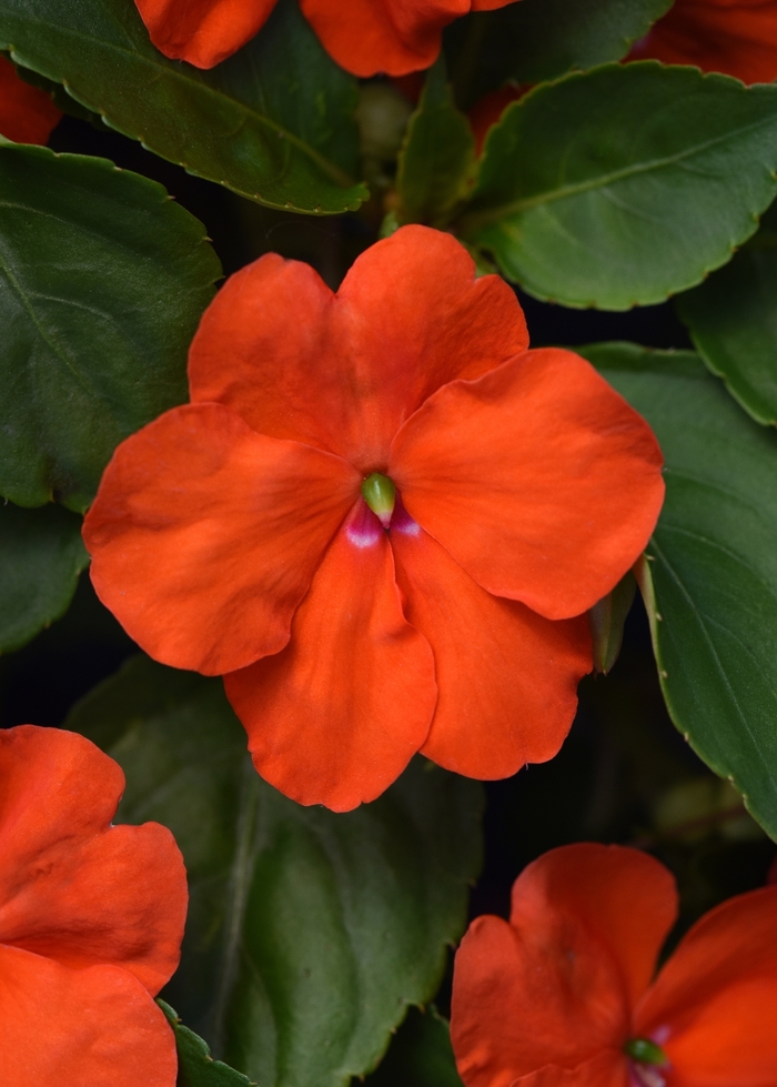 Impatiens - Impatiens walleriana 'Beacon Orange' Impatiens - Impatiens walleriana 'Beacon Orange'