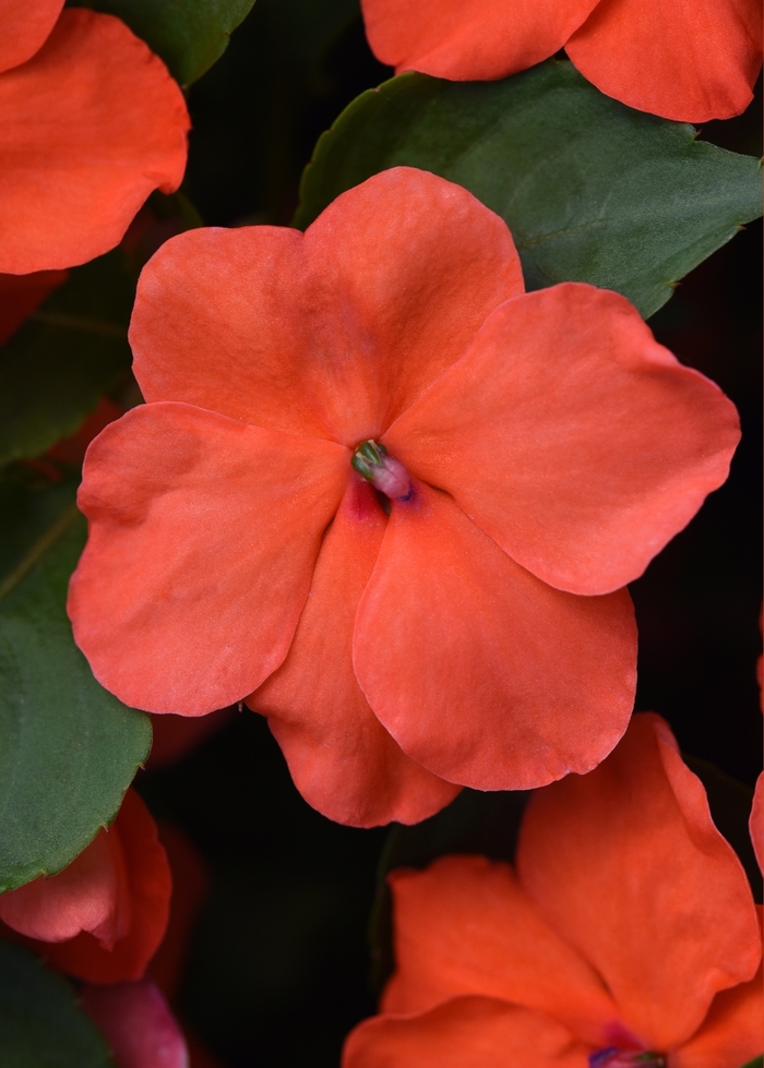 Impatiens - Impatiens walleriana 'Beacon Salmon'