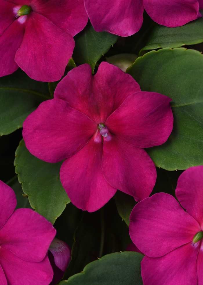 Impatiens - Impatiens walleriana 'Beacon Violet Shades' Impatiens - Impatiens walleriana 'Beacon Violet Shades'
