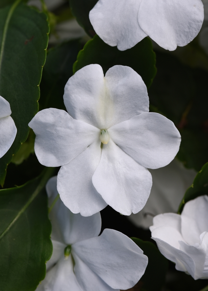 Impatiens - Impatiens walleriana 'Beacon White'