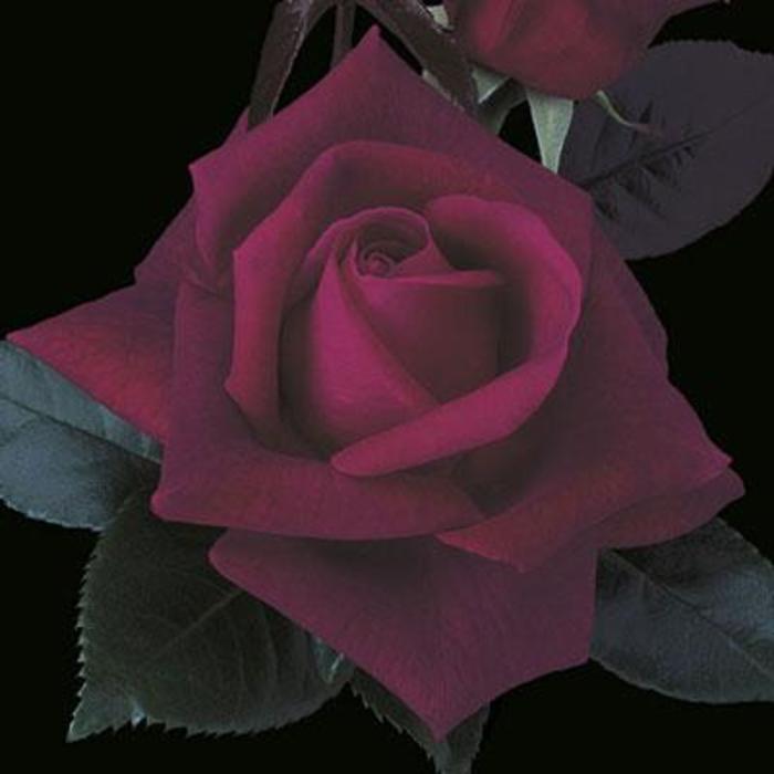 Lasting Love® Rose - Rosa 'Lasting Love®'