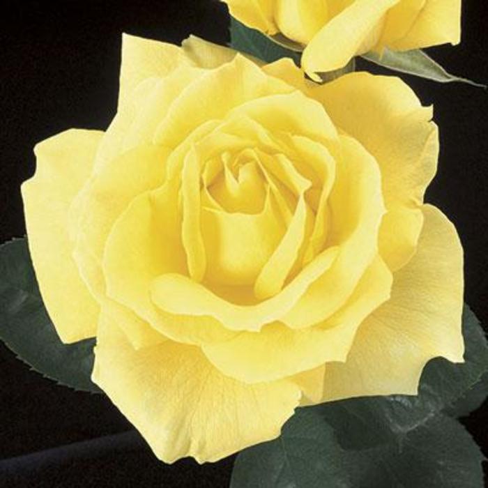 Mellow Yellow Rose - Rosa 'WEKosomit' Mellow Yellow Rose - Rosa 'WEKosomit'