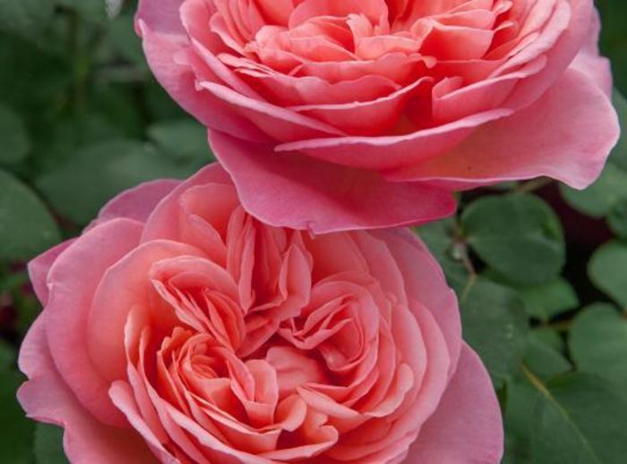 Sweet Mademoiselle™ Rose - Rosa 'Meinostair' Sweet Mademoiselle™ Rose - Rosa 'Meinostair'
