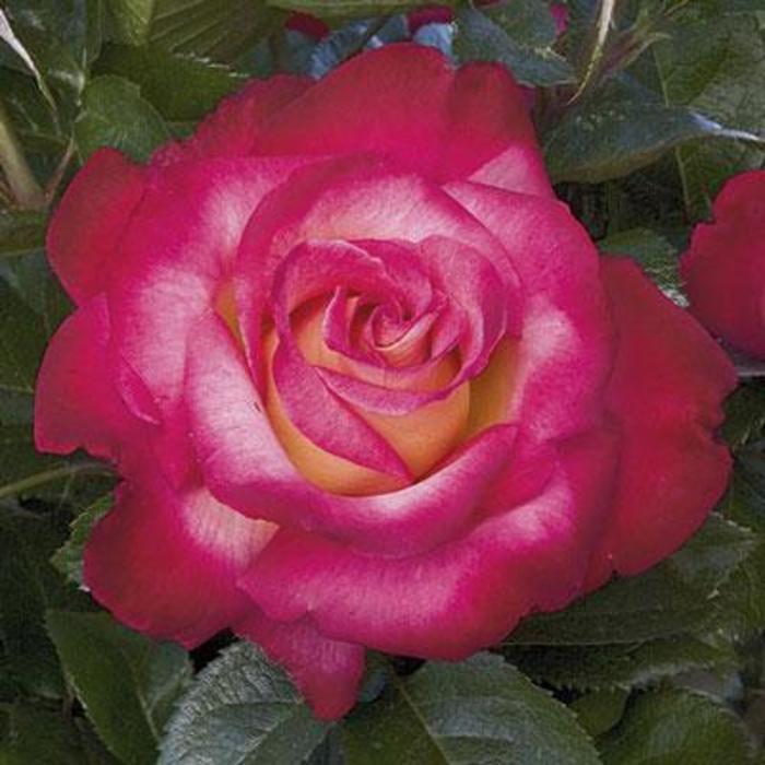 Dick Clark Rose - Rosa 'WEKfunk'