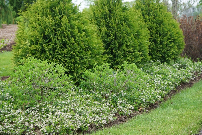 'Ground Hug®' Chokeberry - Aronia melanocarpa