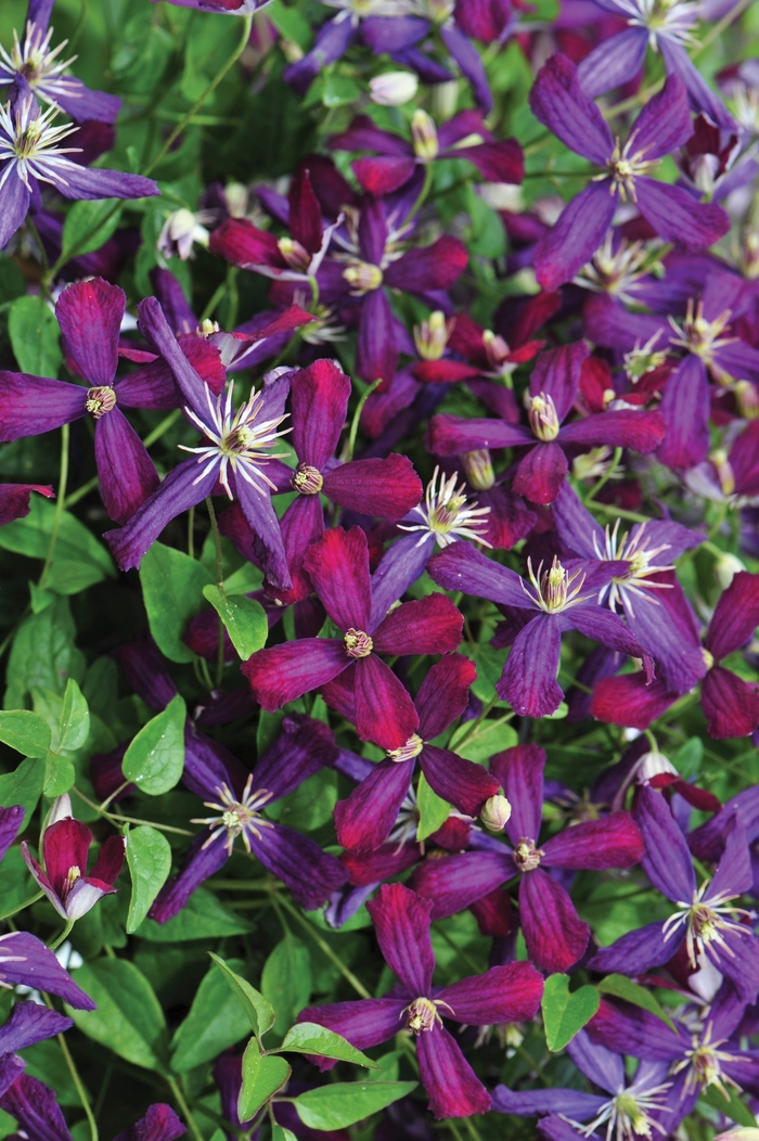 'Sweet Summer Love' - Clematis x 'Sweet Summer Love' - Clematis x