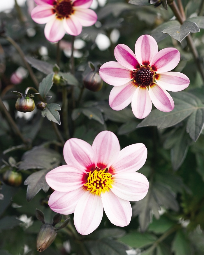 Mystic Dreamer - Dahlia hybrid Mystic Dreamer - Dahlia hybrid